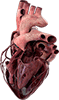 Human Heart