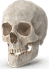 Human Skull