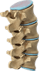 Human Spine